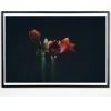 Applicata - Plakat - Dark red - Fotoplakat - 30x40 cm