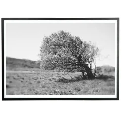 Applicata - Plakat - Windy tree - Sort/Hvid - 30x40 cm