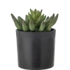 Bloomingville - Echeveria Kunstig Plante - Grøn, Plastik