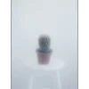 Kristina Dam - Ball Cactus II - poster 50x70 cm
