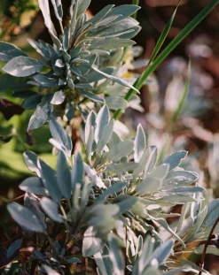 L:A Bruket - Flydende Hånd- og kropssæbe - Salvie/Rosmarin/Lavendel - 240 ml