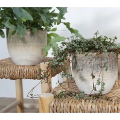 La Vida - Mia potte, lille