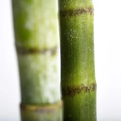 Lene Bjerre - Flora kentia palme H185 cm. grøn