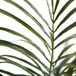 Lene Bjerre - Flora kentia palme H185 cm. grøn