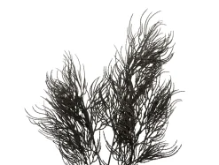 Present time - Artificial plant Asparagus Fern Stem black