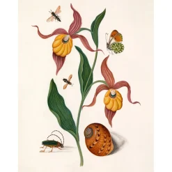The Dybdahl - Plakat 50x70 cm - Orange Lillies, Insects & a Shell - Papir