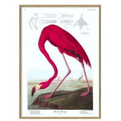 The Dybdahl - Plakat 50x70 cm. - American Flamingo - Papir