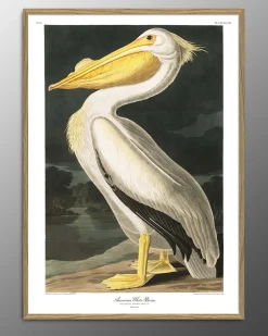 The Dybdahl - Plakat 30x40 cm. - American White Pelican - Papir